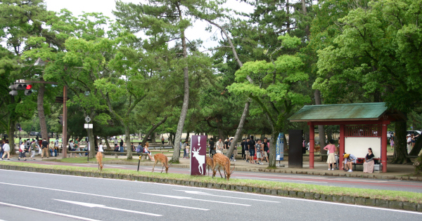 奈良公園バスターミナルに続く道で草を食む鹿たち